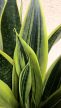 Sansevieria Canary - Anyósnyelv 14 cm