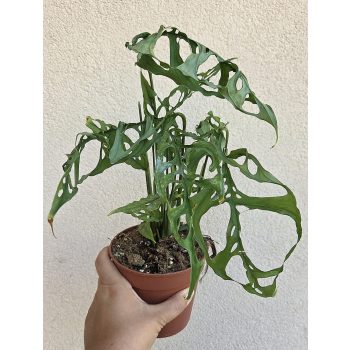 Monstera obliqua Peru 12 cm
