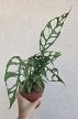 Monstera obliqua Peru 12 cm