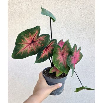 Caladium Postman Joyner 13 cm