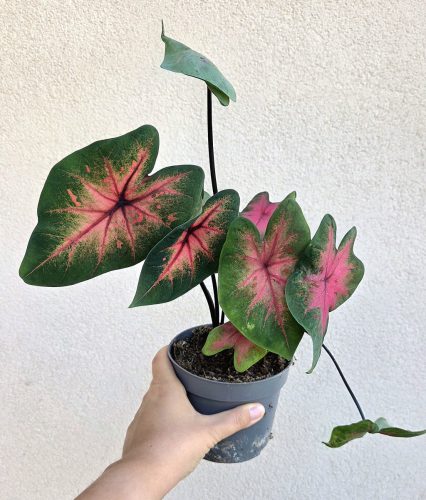 Caladium Postman Joyner 13 cm