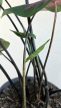 Caladium Postman Joyner 13 cm