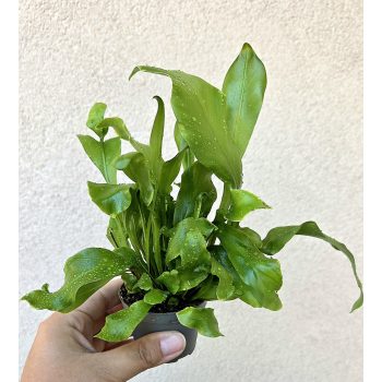Asplenium Nidus