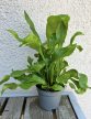 Asplenium Nidus
