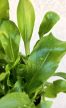 Asplenium Nidus