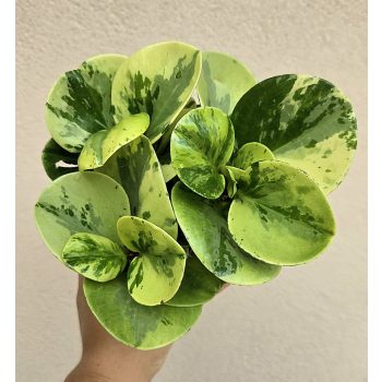 Peperomia Golden Gate - Tarka törpebors 12 cm