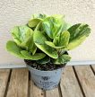Peperomia Golden Gate - Tarka törpebors 12 cm