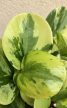 Peperomia Golden Gate - Tarka törpebors 12 cm
