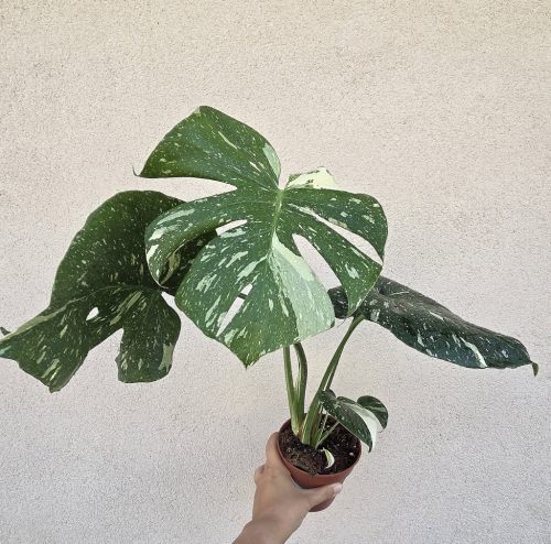 Monstera Thai Constellation 12 cm
