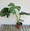 Monstera Thai Constellation 12 cm
