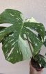 Monstera Thai Constellation 12 cm