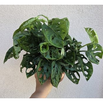 Monstera Adansonii 12 cm
