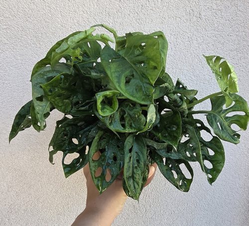 Monstera Adansonii 12 cm