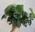Monstera Adansonii 12 cm