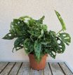 Monstera Adansonii 12 cm