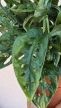 Monstera Adansonii 12 cm