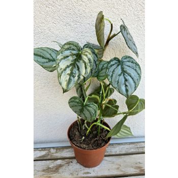 Philodendron Brandtianum 12 cm