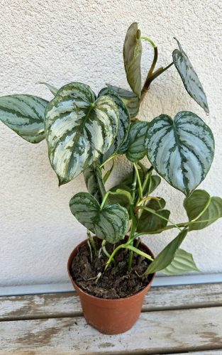 Philodendron Brandtianum 12 cm