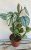 Philodendron Brandtianum 12 cm