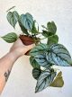 Philodendron Brandtianum 12 cm