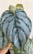 Philodendron Brandtianum 12 cm