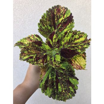 Coleus