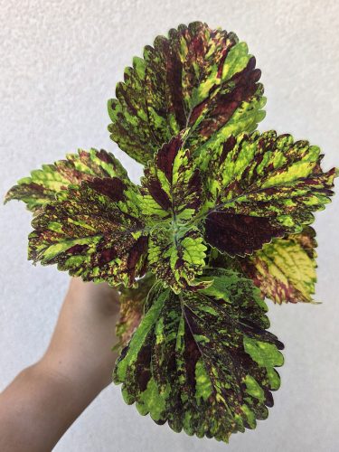 Coleus