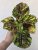 Coleus