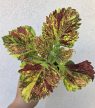 Coleus