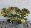 Coleus