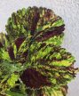 Coleus