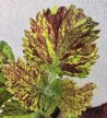 Coleus