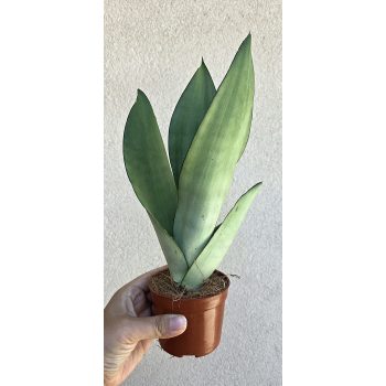 Sansevieria Moonshine - Anyósnyelv 9 cm