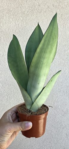 Sansevieria Moonshine - Anyósnyelv 9 cm