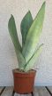Sansevieria Moonshine - Anyósnyelv 9 cm