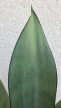 Sansevieria Moonshine - Anyósnyelv 9 cm