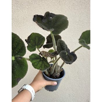 Begonia masoniana River 13 cm