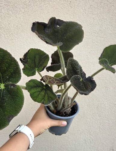 Begonia masoniana River 13 cm