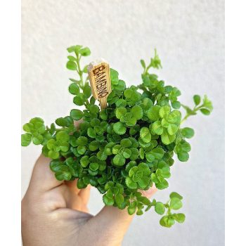 Pilea Depressa 5.5 cm