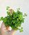 Pilea Depressa 5.5 cm