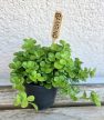 Pilea Depressa 5.5 cm