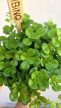 Pilea Depressa 5.5 cm