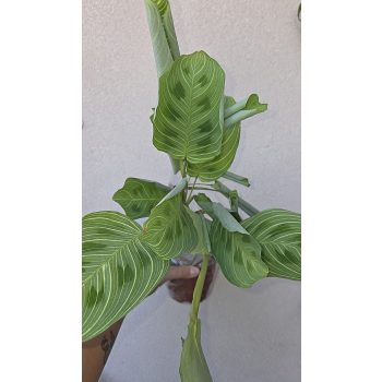 Ments meg! - Maranta Light Veins 12 cm