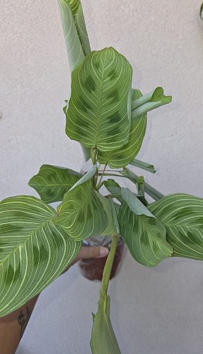 Ments meg! - Maranta Light Veins 12 cm