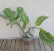 Ments meg! - Maranta Light Veins 12 cm