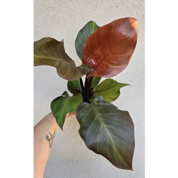 Philodendron Sunlight 12 cm