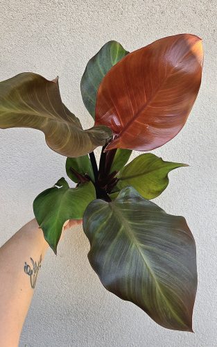 Philodendron Sunlight 12 cm