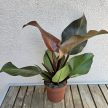 Philodendron Sunlight 12 cm