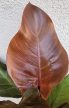 Philodendron Sunlight 12 cm