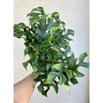 Rhaphidophora Tetrasperma/Monstera Minima 12 cm